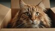 © Achaa - Orange cat sits inside a cardboard box looking directly at the viewer.