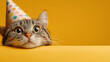 © Odin - Cute Tabby Cat Wearing Party Hat on Yellow Background – Funny Celebration Concept