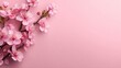 © kenshin - Delicate pink blossoms arranged on a pastel pink backdrop.