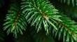 © Yana - Close-up view of evergreen pine needles with water droplets after a rain shower in a lush forest during early morning