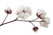© Rawpixel.com - Soft white cotton plant branch