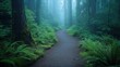 © Pat J. - foggy woodland path surrounded by ferns and moss-covered trunks, serene and dreamy mood