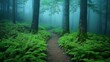© Pat J. - foggy woodland path surrounded by ferns and moss-covered trunks, serene and dreamy mood