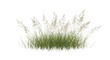 © Maria - Isolated cluster of green grass and seed heads in summer, no background, cut out