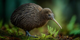 The Kiwi in its Habitat A portrait of a nocturnal, flightless kiwi in its natural habitat. Displaying its unique beak, and feathered body, capturing the essence of New Zealand's treasured bird.