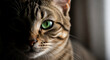 © PhotoArtHub - Close-up of a cat face with brown fur and green eye, half in shadow, creating a mysterious and focused look, representing observation, domesticity