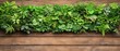 © Tetiana - Lush green vertical garden with diverse plants against a rustic wooden wall background, showcasing natural beauty.