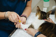 © Gonzalo Infiesta - Veterinarian placing intravenous cannula on cat's paw