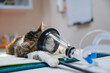 © Gonzalo Infiesta - Cat receiving anesthesia for veterinary surgery at clinic