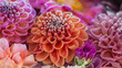 © Milou Dirks - artistic background with close up of arrangement of pink and orange dahlia flowers with frost layer or ice crystals and cold wintery texture