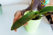 © larisikstefania - young woman takes care an orchid