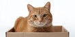 © Andrii Zastrozhnov - Adorable ginger tabby cat relaxing inside a cardboard box