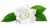 Close-up view of a beautiful white gardenia flower with lush green leaves