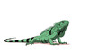 © Panna - Green iguana, a large herbivorous lizard native to tropical parts of Central and South America, isolated on a white background.