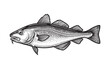 © trianatio - cod fish Engraving Vector Illustration
