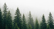 © CandraSuseno - Misty Pine Forest Landscape With Tall Evergreen Trees in Foggy Weather