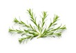 © Sanwa - Fresh Rosemary Sprigs on White - A sprig of aromatic rosemary, perfect for adding a touch of culinary delight to any design