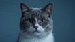 © Milaballe - Gray tabby cat with blue eyes looking forward on blue background, whiskers, alert expression, domestic feline closeup portrait