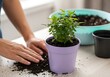 © salma - Gardener potting a small green plant in a purple pot isolated on white background