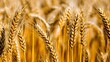 © arayabandit - Close up full frame background texture of many golden wheat ears packed closely together, symbolizing agricultural harvest, healthy food, and rural summer abundance.