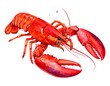© Nola - Vivid watercolor depiction of a cooked lobster, displaying its bright red shell, claws extended, set against a blank canvas