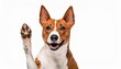 © Kaitlin - Adorable Brown And White Basenji Dog Smiling And Giving A High Five Isolated On White