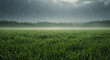 © Miftakhul - Lush green grass field drenched by heavy rain under a dramatic, dark cloudy sky
