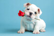 © Marinka K - Cute white bulldog puppy with a rose in his teeth on a blue background