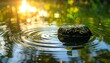 © Frel - Small green leaves sprout from a moss-covered stone floating in serene water, golden sunlight reflecting. The ripples create circular patterns