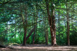 © Aimur - Ancient forest grove with massive tree trunks and verdant green canopy surrounding a shadowed clearing. A beautiful nature photograph depicting the power and serenity of old-growth woodland wilderness
