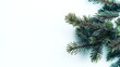 © tao - Fir tree branches on snow background with copy space for text, flat lay in new year and Christmas banner concept, high resolution with sharp focus and rich detail.