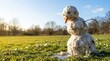© StocksJust4You - A melting snowman under bright sunlight on spring grass, symbolizing warm winter, early thaw, and climate change, and a bright seasonal background