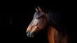© Olly Photography - A majestic brown horse gazes thoughtfully, illuminated against a dark background, showcasing its graceful profile and expressive eye.