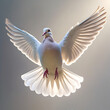 © sohage - Isolated Dove in Flight with Wings Spread Wide