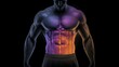 © OngCaLucK - Dynamic Concept of Human Anatomy with Highlighted Muscles and Colorful Light Display Creating a Stunning Visual Representation of Health and Strength