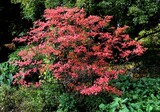 red autumnal foliage of azalia bush 