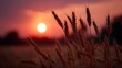 © Thares2020 - Golden wheat stalks silhouetted against a vibrant sunset sky casting a warm serene glow over the rural landscape at dusk