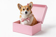 © Hype2Art - corgi sits inside pink gift box. pink bow adds festive charm today.