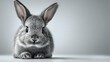 © Yuliia - Gray baby rabbit with large ears looking directly at camera against minimalist light background, perfect for animal care or pet adoption campaigns.