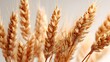 © Jojo* - Close-up of golden wheat stalks, symbolizing harvest and agriculture.