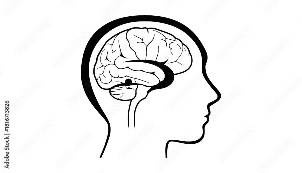 Human brain anatomy illustration medical diagram brainstem pons Stock ...