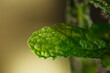© taffpixture - Close up of peppermint leaf texture