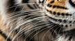 © NETI - A close-up shot of a tiger's face, highlighting its long, sensitive white whiskers and striped fur pattern.