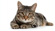© Dao - Studio portrait of a sitting tabby cat looking forward against a white back ground