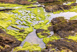 Seaweed on the rocks on a sea beach in low tide