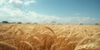 © The 2R Artificiality - Ripe wheat ears moving in breeze in a rural agricultural landscape, ideal for background textures during summer days