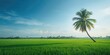 © AImmersive Imagery - Palm tree standing on a lush green field, suitable as a background for text or layout design