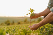 © Serhii - Farmer examining soybean plant in cultivated field at sunset