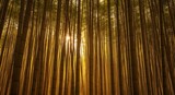 Golden sunlight piercing through a dense bamboo forest, creating a tranquil and exotic natural zen scene