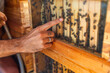 © ADDICTIVE STOCK - Close-up view of honeybees in a beekeeping setting